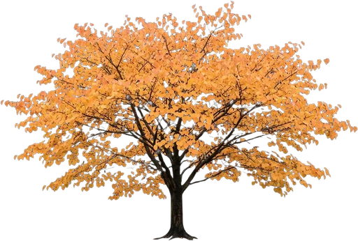 Katsura Tree