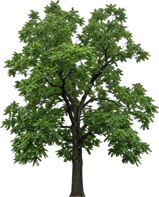 Kentucky Coffeetree