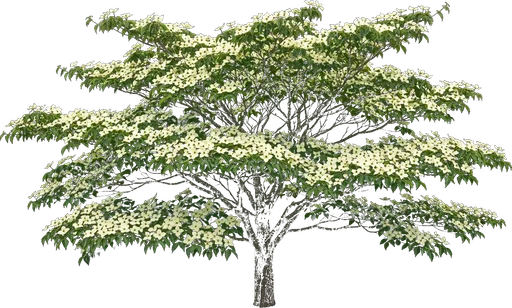Kousa Dogwood