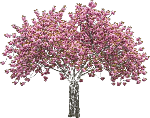 Kwanzan Cherry