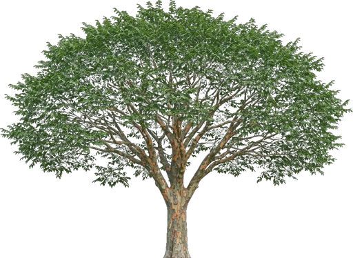 Lacebark Elm