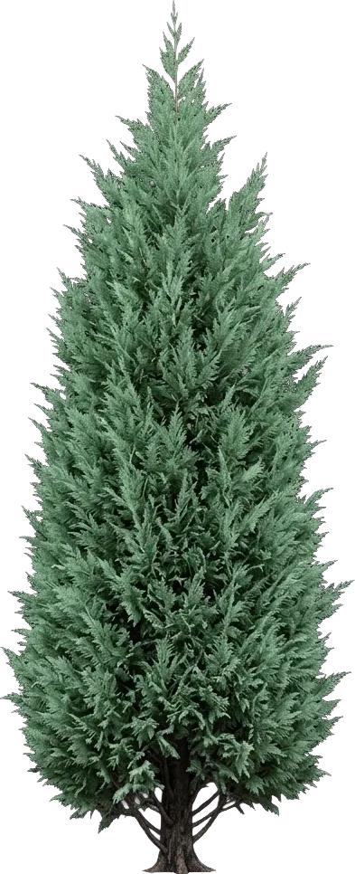 Leyland Cypress