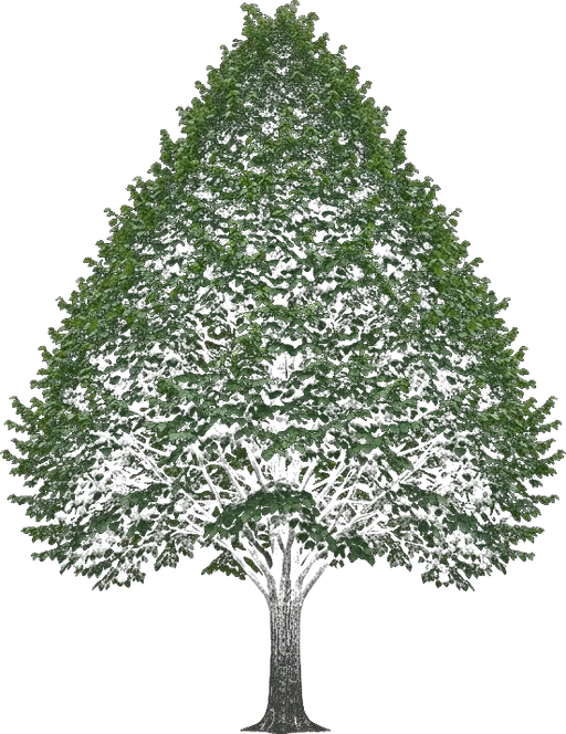 Littleleaf Linden