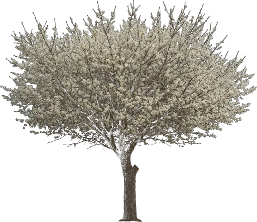 Mexican Plum