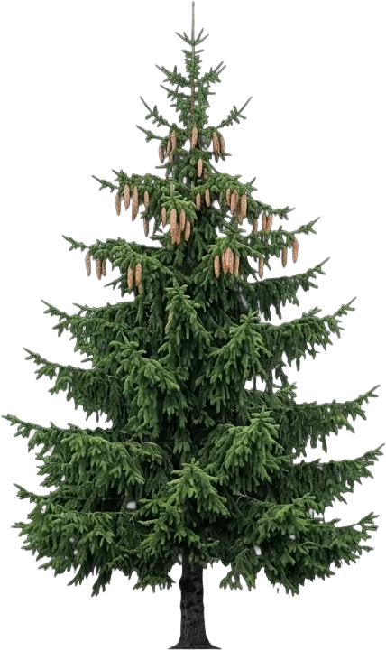 Norway Spruce