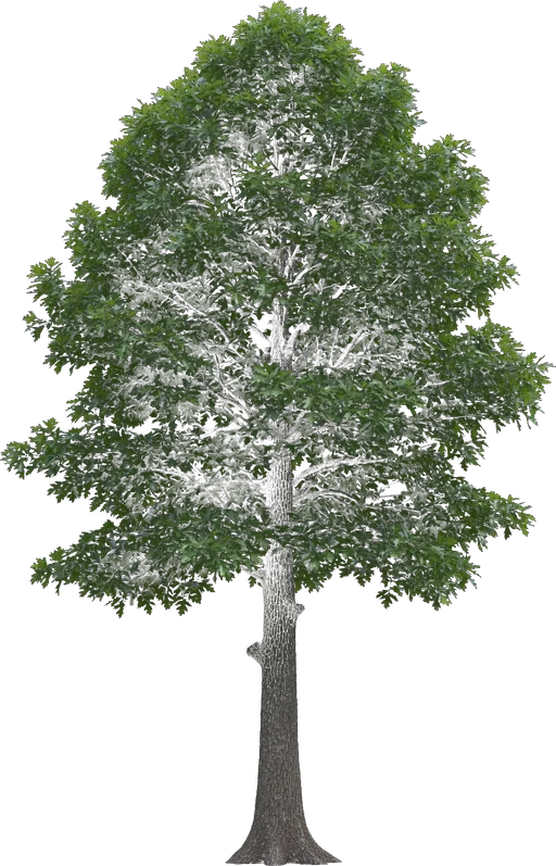 Nuttall Oak