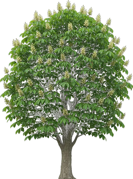Ohio Buckeye