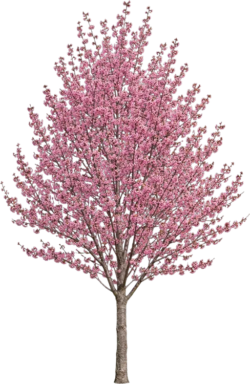 Okame Flowering Cherry