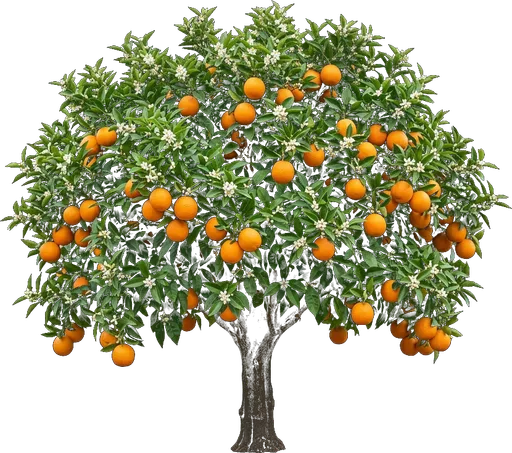 Orange Tree