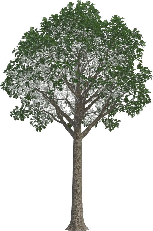 Overcup Oak