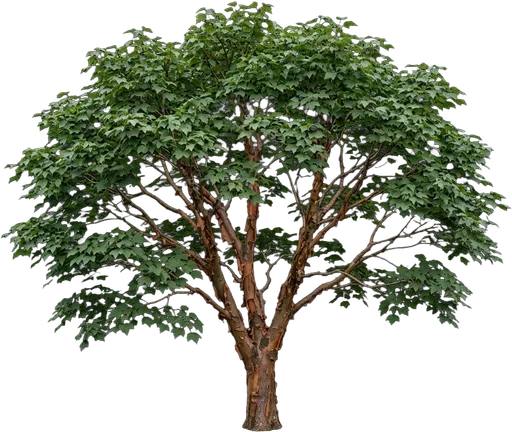 Paperbark Maple