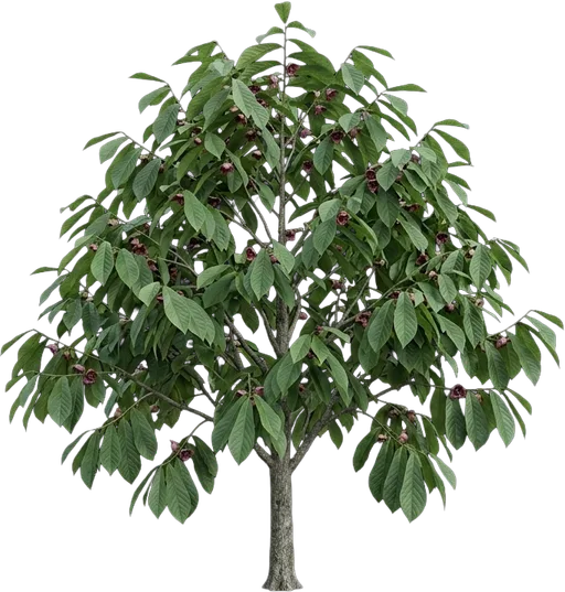 Pawpaw
