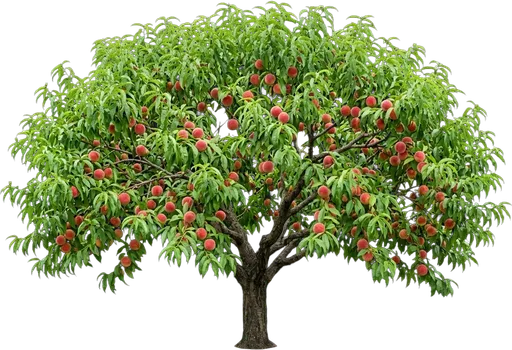 Peach Tree