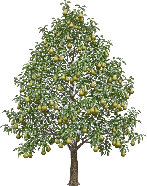 Pear Tree