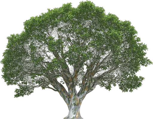 Persian Ironwood