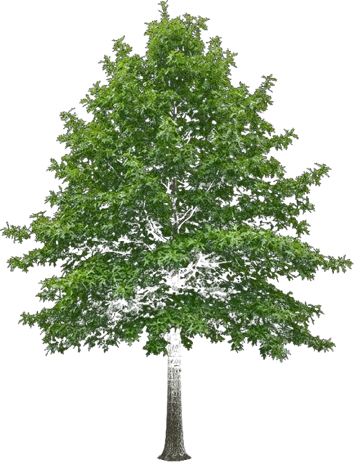 Pin Oak