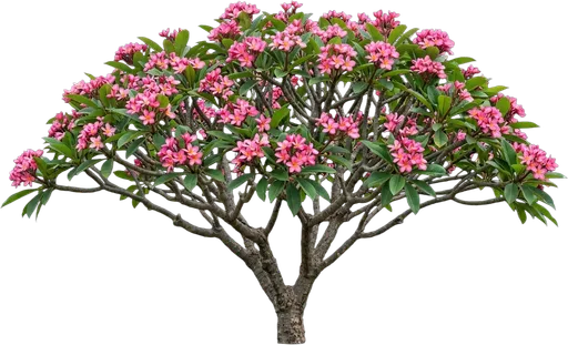 Pink Plumeria