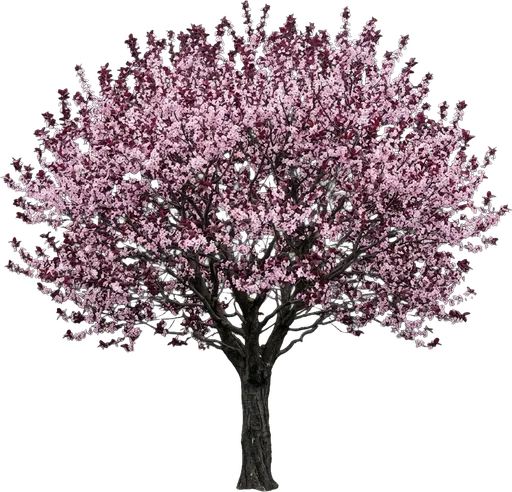 Purpleleaf Plum