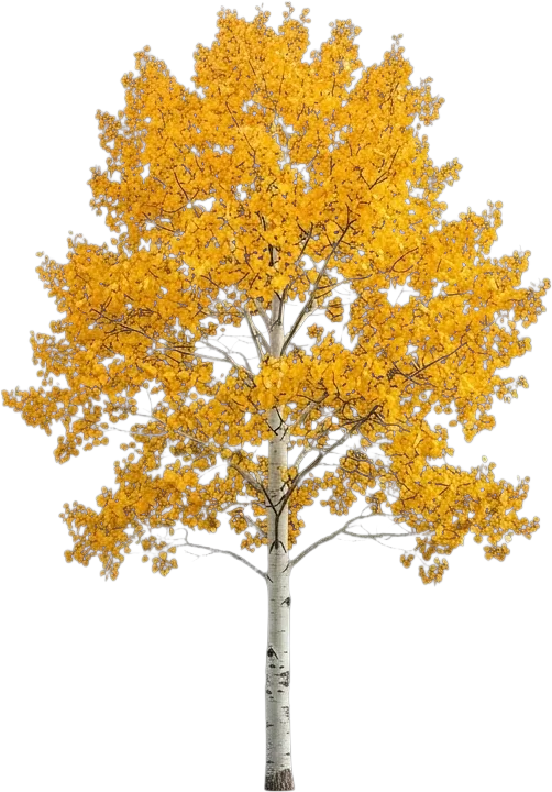 Quaking Aspen
