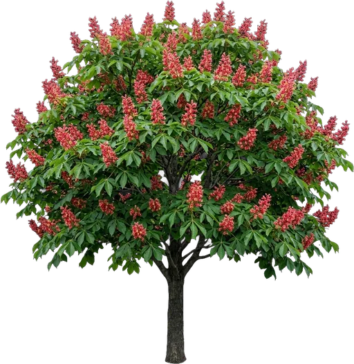 Red Buckeye