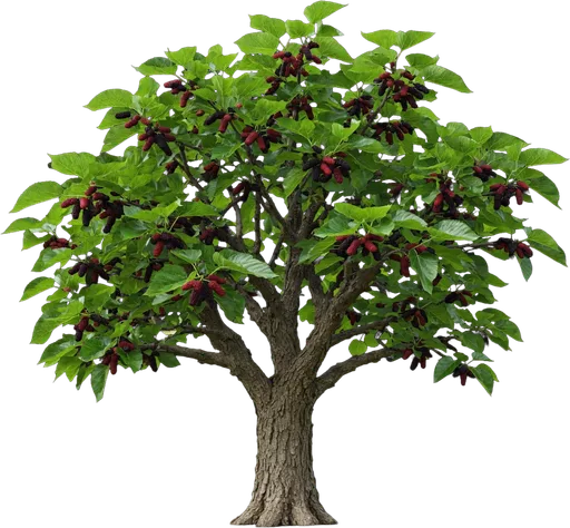 Red Mulberry