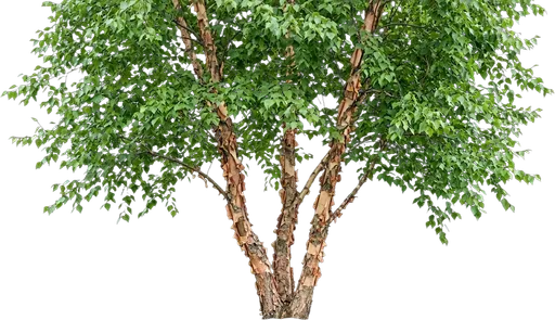 River Birch
