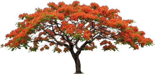 Royal Poinciana