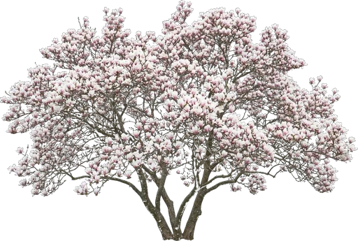 Saucer Magnolia