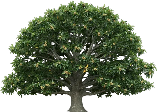 Sawtooth Oak