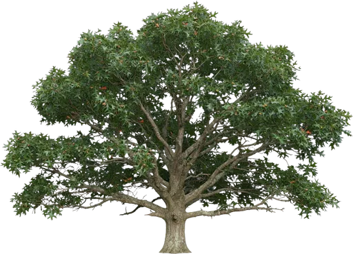 Scarlet Oak
