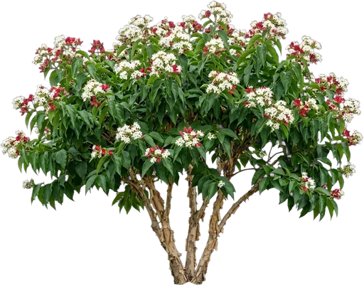 Seven-Son Flower