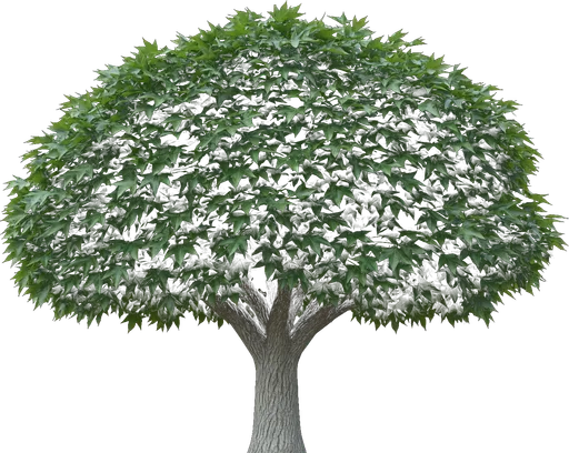Shantung Maple