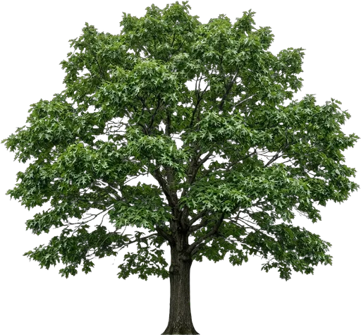 Shumard Oak