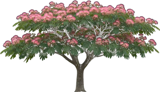 Silk Tree (Mimosa)