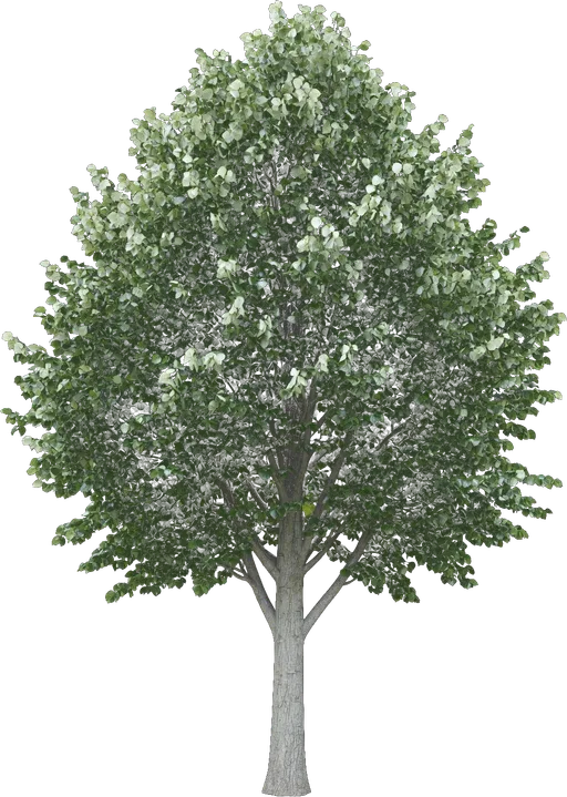 Silver Linden