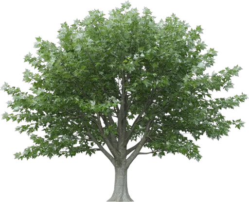Silver Maple