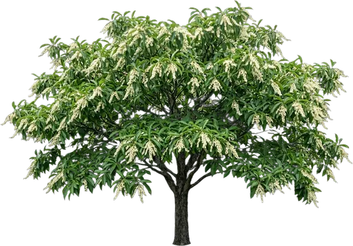 Sourwood