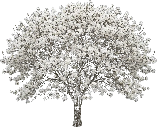 Star Magnolia