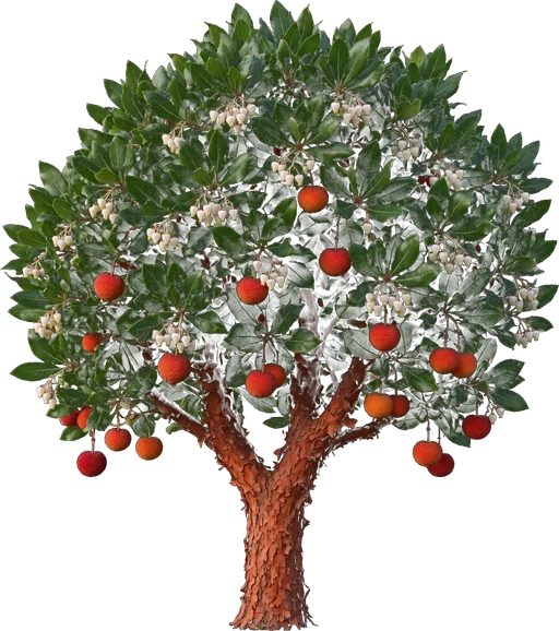 Strawberry Tree