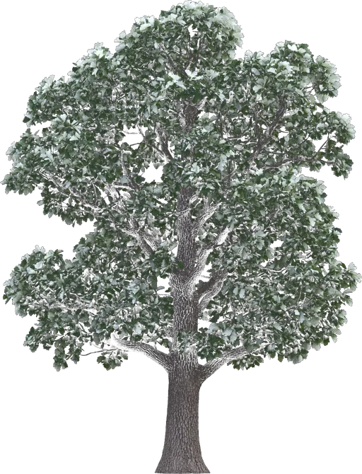 Swamp White Oak