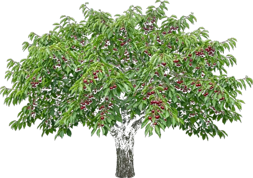 Sweet Cherry