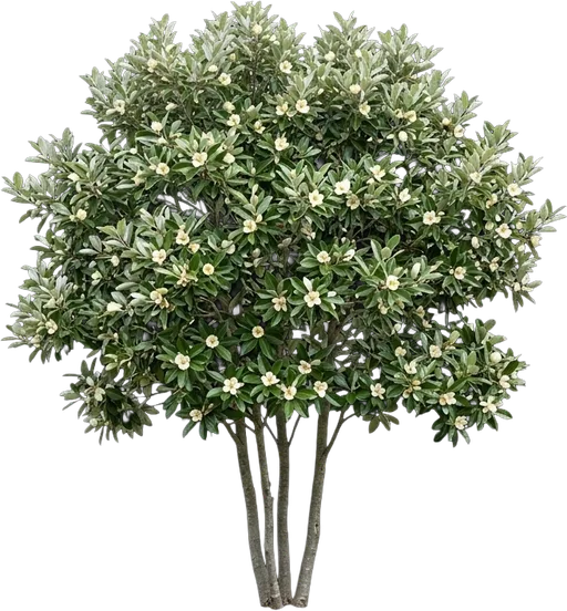 Sweetbay Magnolia