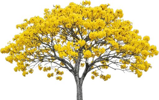 Yellow Tabebuia
