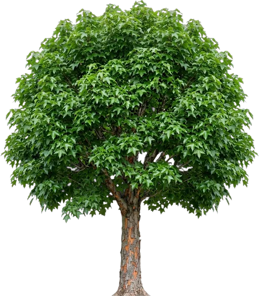 Trident Maple