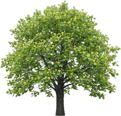 Tulip Tree