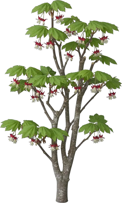 Vine Maple