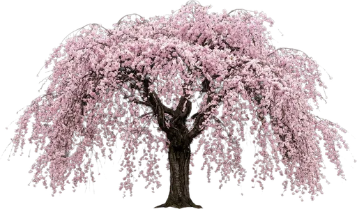 Weeping Cherry