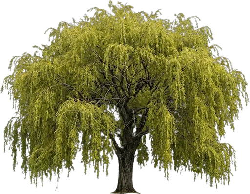 Weeping Willow