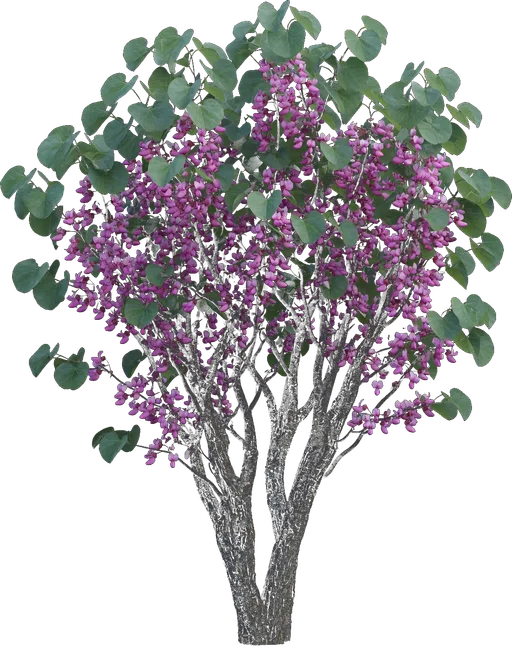 Western Redbud