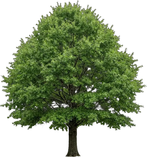 Willow Oak